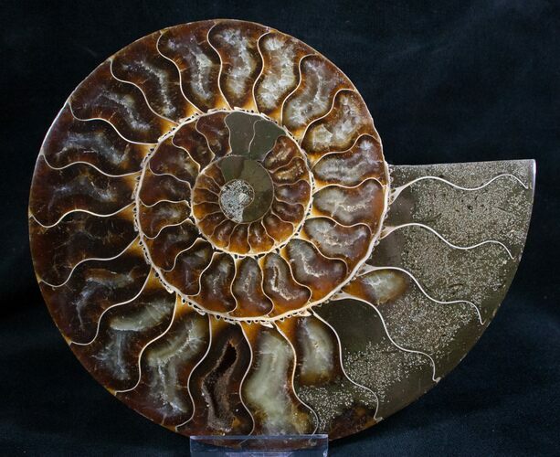 Split Ammonite Fossil (Half) - Beautiful #7974